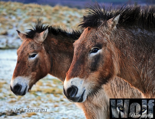 Mongolian Wild Horse 007 copyright Villayat Sunkmanitu.jpg